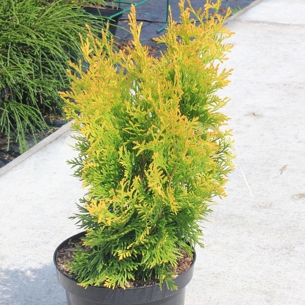 Туя западная 'Янтарь'